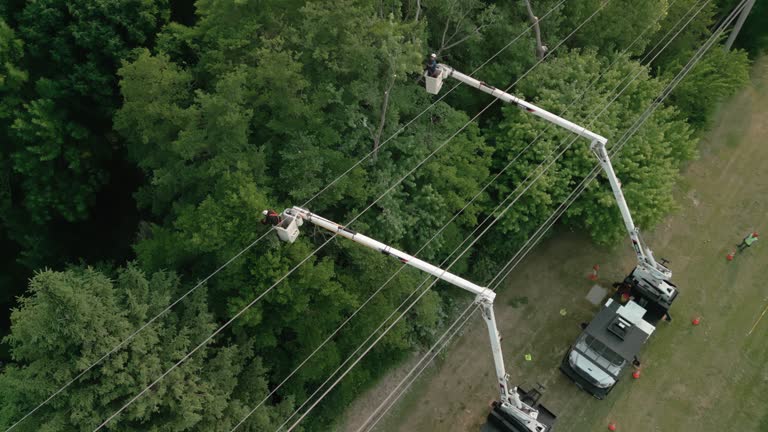 Best Tree Trimming and Pruning  in Denton, NC